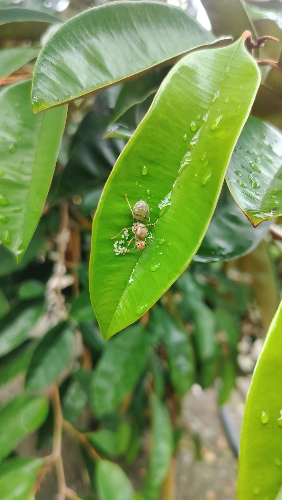 Ảnh Cơm gà Tân Duyên